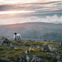 HOPE – the Lord is My Shepherd