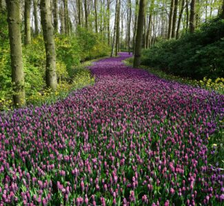 The Greatest Lies of the Enemy Were First Spoken in the Garden